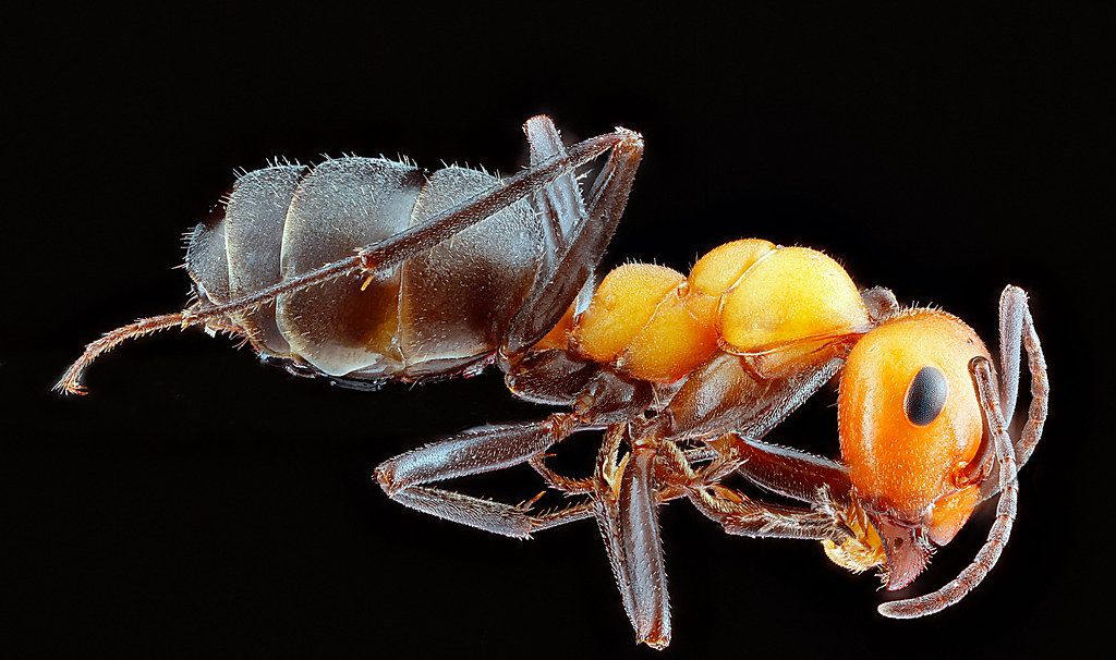 Ant Control service in Midwest City, OK