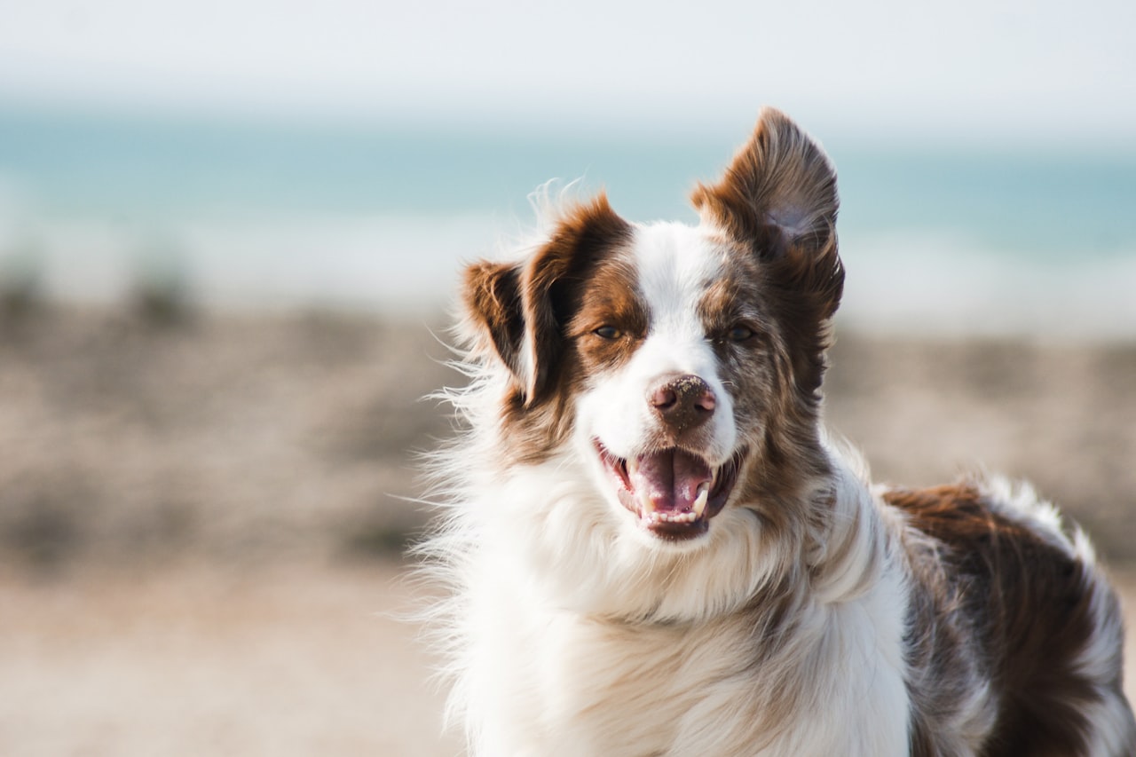 Flea & Tick Control service in Midwest City, OK