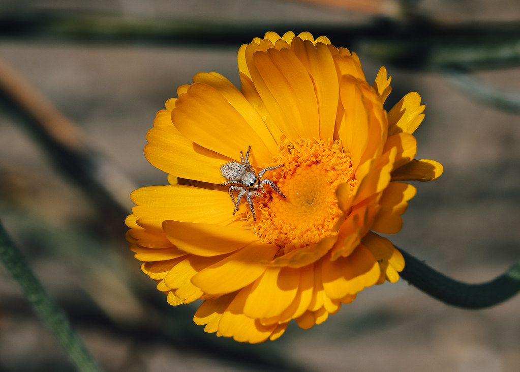 Spider Control service in Midwest City, OK